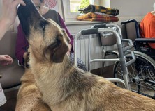 2025-06-04 Dogoterapia