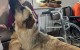 2025-06-04 Dogoterapia