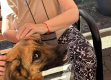 2025-7-23 Dogoterapia