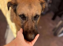 2025-08-20 Dogoterapia